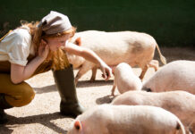 EU approves Kemin’s gut stabiliser for entire pig production cycle