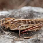 EU approves migratory locust for human consumption