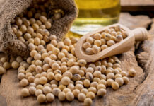 EU authorises use of safe GMO soybean for animal feed