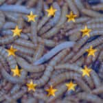 EU authorizes insect proteins in poultry and pig feed