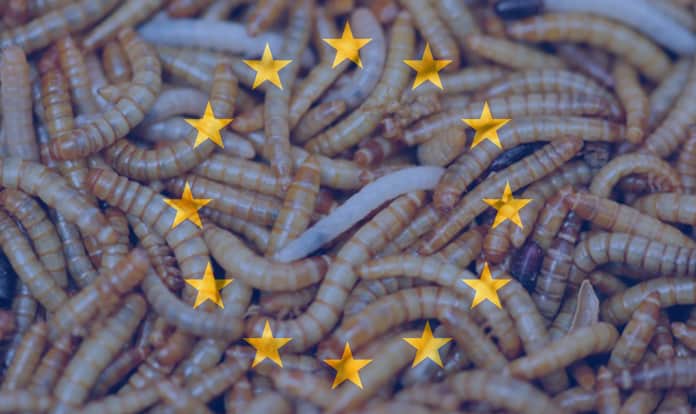 EU authorizes insect proteins in poultry and pig feed