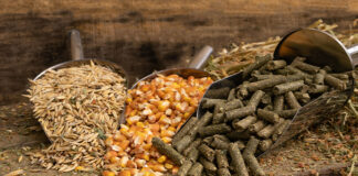 EU feed production expected to reach 146.1 million tons