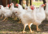 Ecolex and CJ Bio partner for South Asian poultry market