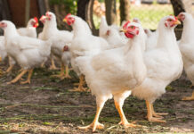 Ecolex and CJ Bio partner for South Asian poultry market