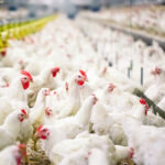 Eight private-sector organizations adopt antimicrobial use stewardship principles