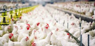 Eight private-sector organizations adopt antimicrobial use stewardship principles