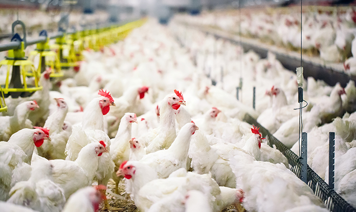 Eight private-sector organizations adopt antimicrobial use stewardship principles