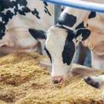 Elanco agrees with dsm-firmenich for Bovaer's North American distribution