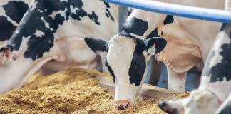 Elanco agrees with dsm-firmenich for Bovaer's North American distribution