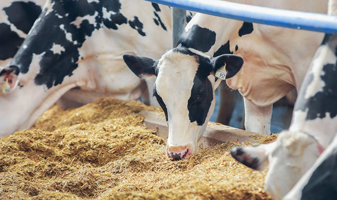 Elanco agrees with dsm-firmenich for Bovaer's North American distribution