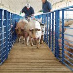 Elanco secures global supply chain for animal products with new investment