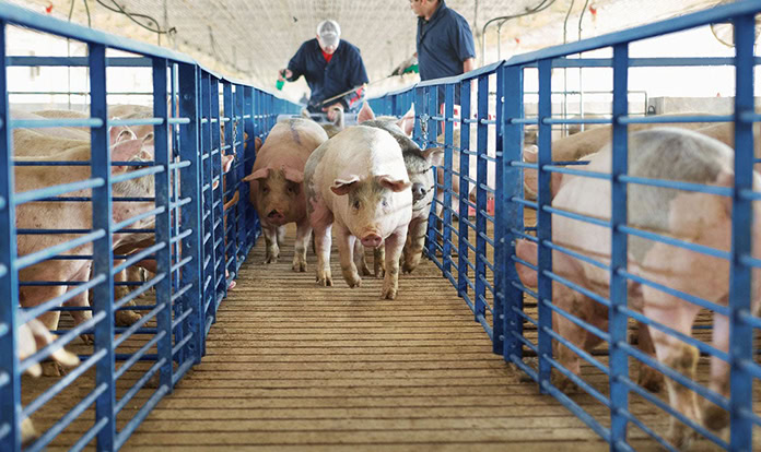 Elanco secures global supply chain for animal products with new investment