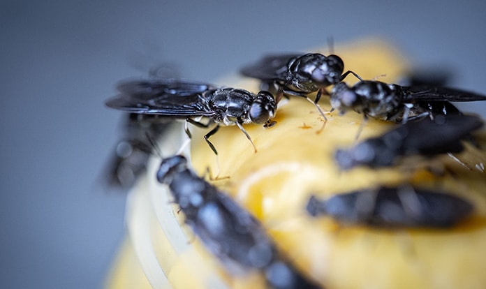 Enorm Biofactory builds the largest insect factory in Scandinavia