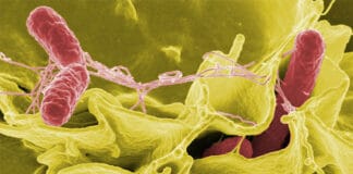 Enterisol® Ileitis proved to be effective against Salmonella
