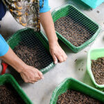 European farmers navigate challenges and opportunities in alternative proteins market