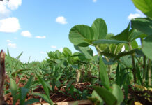 European feed industry continues its commitment to responsible soy