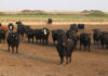 Ever.Ag introduces Feedlot IQ for smarter cattle management
