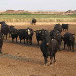 Ever.Ag introduces Feedlot IQ for smarter cattle management