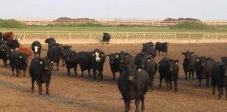Ever.Ag introduces Feedlot IQ for smarter cattle management