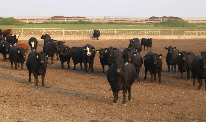 Ever.Ag introduces Feedlot IQ for smarter cattle management