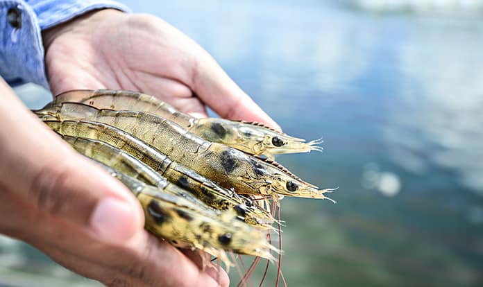 Evonik and Vland develop product for shrimp farming