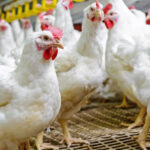 Evonik develops microbial consortium to reduce antibiotics