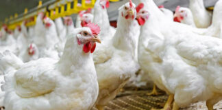 Evonik develops microbial consortium to reduce antibiotics