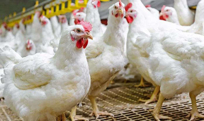 Evonik develops microbial consortium to reduce antibiotics