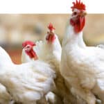 Evonik launches its own GAA product GuanAMINO®