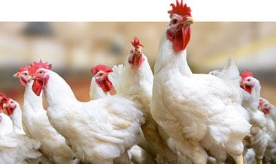 Evonik launches its own GAA product GuanAMINO®