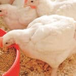 Evonik proves ecological advantages of its feeding solutions for swine and poultry