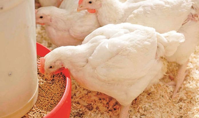 Evonik proves ecological advantages of its feeding solutions for swine and poultry