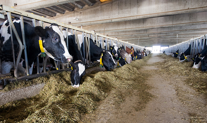 Evonik strengthens competitiveness of its animal nutrition business