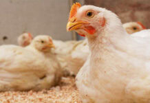 Evonik to continue optimizing its global methionine production sites