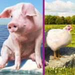 Evonik to launch updated Biolys® product for animal feeds