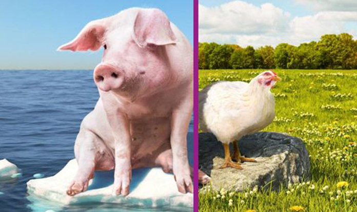 Evonik to launch updated Biolys® product for animal feeds