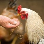 Expert insight: Improving immune support and palatability in animal feed