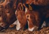 Exploring alternative proteins for animal nutrition in the EU: What you need to know
