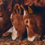 Exploring alternative proteins for animal nutrition in the EU: What you need to know