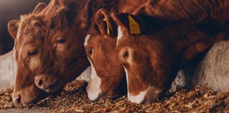 Exploring alternative proteins for animal nutrition in the EU: What you need to know