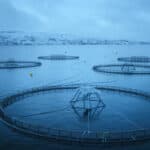 Explosive growth in value of Norwegian seafood exports