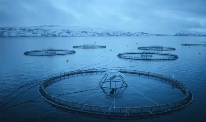 Explosive growth in value of Norwegian seafood exports