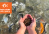F3 to host free webinars for $200K Fish Farm Challenge