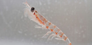 F3 – future of fish feed launches krill replacement challenge