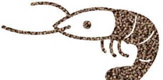 FAMSUN introduces new micro-pellet shrimp feed pelleting line