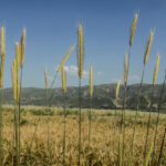 FAO Food Price Index declines further in February