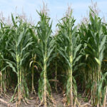 FAO: Record grain harvest expected for next year