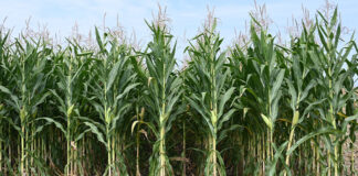 FAO: Record grain harvest expected for next year