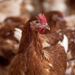 FAO calls for urgent action against avian influenza