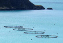 FAO confirms Antarctic krill fishery sustainability